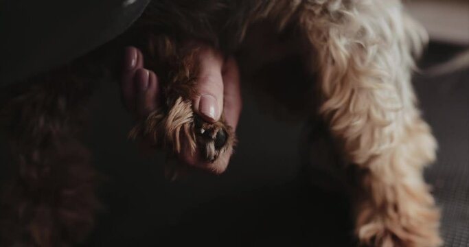 Trimming and polishing dog claws.