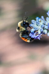 Hunts Bumble Bee - Bombus huntii on a Blue Flower