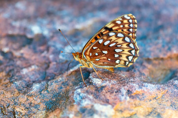 Northwestern Fritillary Speyeria hesperis nausicaa