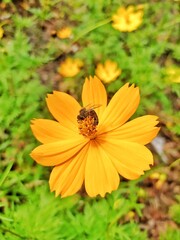 butterfly on yellow flower