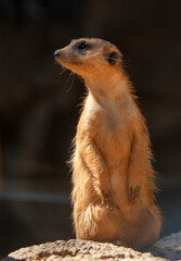 A Meerkat at the Brevard Zoo in Melbourne, Florida