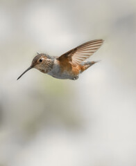 Fototapeta na wymiar Rufous Hummingbird 1863