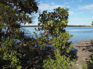 Arbutus tree on the rocky ocean shore, sunny summer day. Vancouver Island, BC