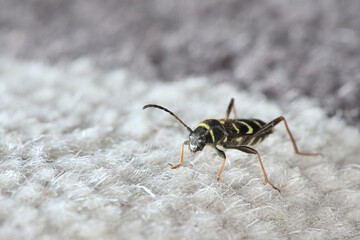 Wasp beetle stands atop white patch of carpet. Close up shows face.