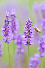 flying honeybee on lavender flower