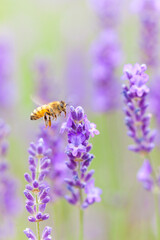 flying honeybee on lavender flower