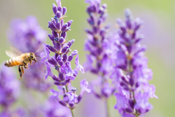 flying honeybee on lavender flower