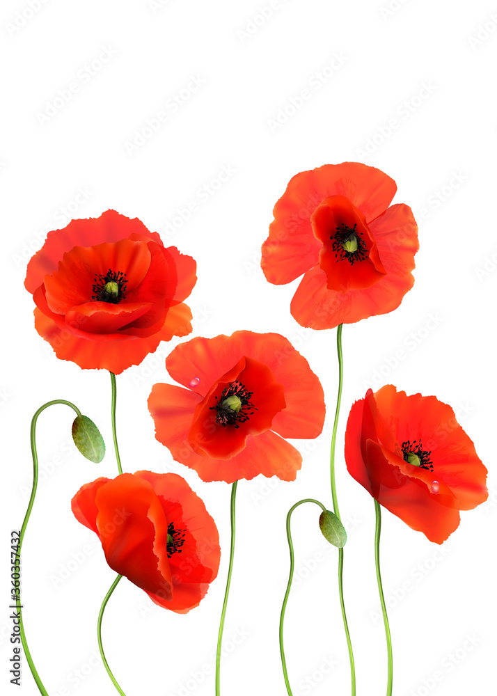 Fototapete A Red Poppies isolated on white background. 3d Realistic Vector