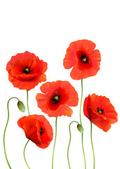 A Red Poppies isolated on white background. 3d Realistic Vector