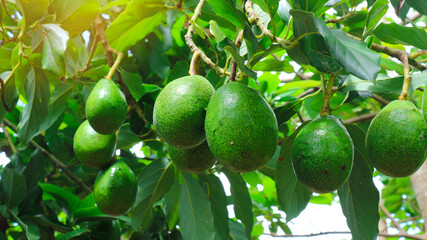 The 8th avocado species in the avocado breeding park, Tak, Thailand