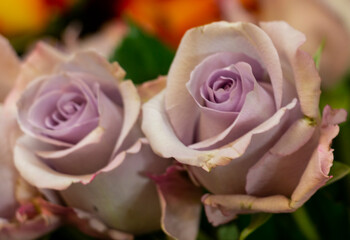 bouquet of pink roses