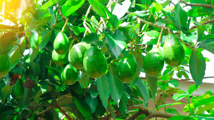 The 8th avocado species in the avocado breeding park, Tak, Thailand