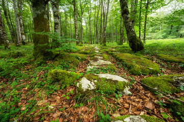 Idyllic forest landscape with mossy stones and mossy tree trunks. Fairy tale scenary. High quality photo