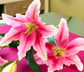 pink lily flower