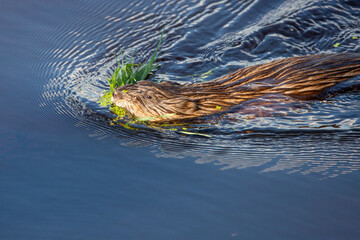 Muskrat (Ondatra zibethicus) swimming with a mouth full of grass