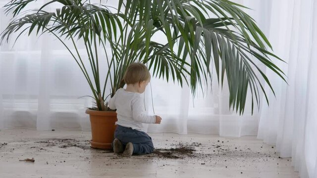 Amusing little child take out soil from flower pot , dirty home floor, boring corona virus time