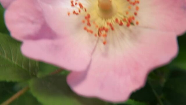 Wild pink roses. POV macro shot on a gimbal. Slow motion trucking shot moving from one blossom to another.