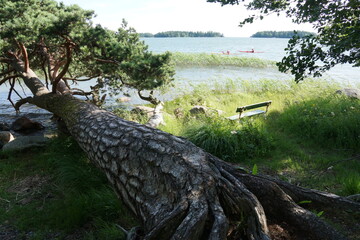 a growing fallen tree in Finland 