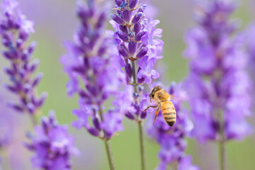 flying honeybee on lavender flower
