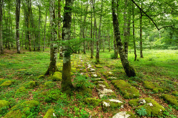 Idyllic forest landscape with mossy stones and mossy tree trunks. Fairy tale scenary. High quality photo