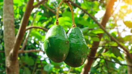 The 8th avocado species in the avocado breeding park, Tak, Thailand
