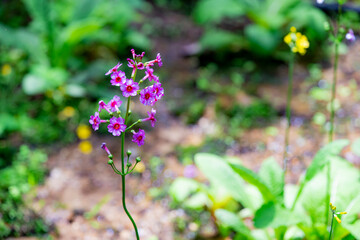 長野県喬木村　九十九谷森林公園のくりん草