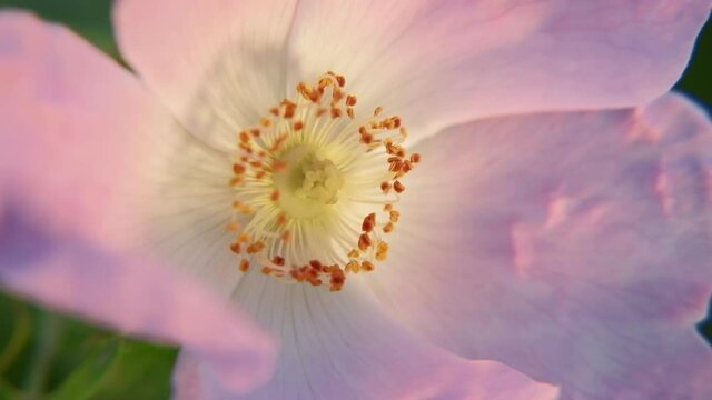 Wild pink rose against blue sky. POV macro dolly shot on a gimbal. Slow motion.
