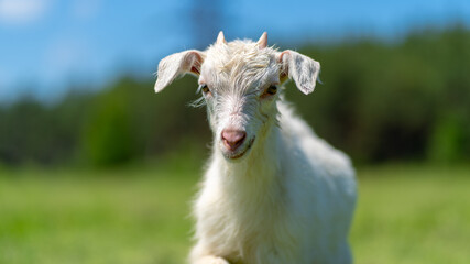 Close up of little goat grazing in green meadow.