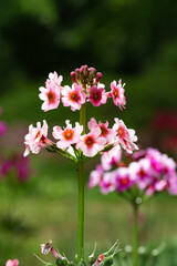 長野県喬木村　九十九谷森林公園のくりん草