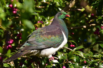 The New Zealand native bird Wood pigeon sitting in a tree