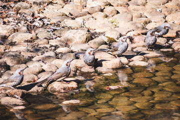 Fototapeta premium birds along river
