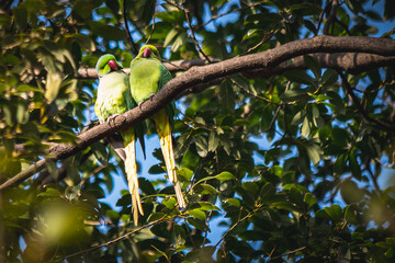 parrot on a branch