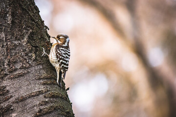 woodpecker 