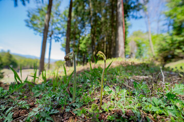 春の味覚　蕨　わらび　ワラビ