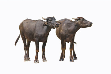 Young couple Asian buffallo on white background
