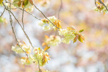 天龍峡八重桜街道の桜　緑の桜　御衣黄