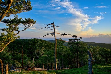 Obraz premium 夕日を浴びて輝く大台ヶ原山の枯れ木の情景＠奈良