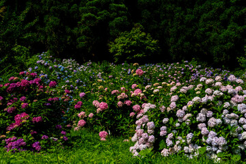 普光寺のアジサイ