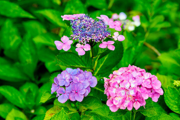 普光寺のアジサイ