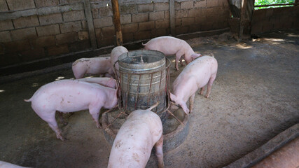 Many very white pigs in the pen