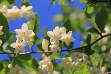 Obraz premium エゴノキの花