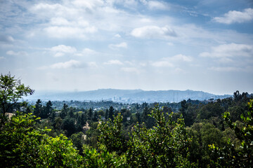 California forest in the mountains