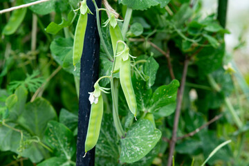 サヤエンドウの畑