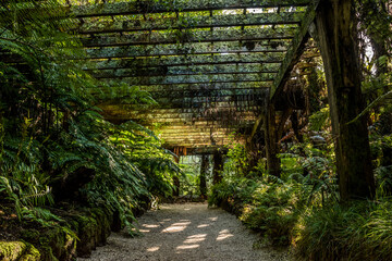 A contrast view through darkness and light in fernery in Auckland Domain New Zealand