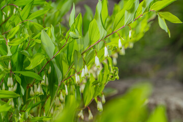 アマドコロの白い花　ナルコラン