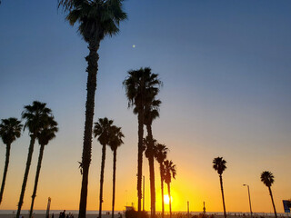 Obraz premium beach palm trees at sunset