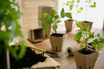 Soil, gardening trowel, rope and green tomato seedling in peat pot on wooden table