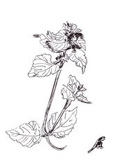 Flora, Wildflowers, Pink Dead Nettle, graphic black and white drawing, botanical sketch