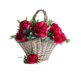 Fototapeta na wymiar Bouquet of beautiful red peonies in wicker basket isolated on white