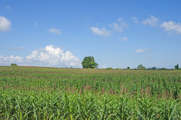 Fototapeta na wymiar Corn farm with big tree under blue sky